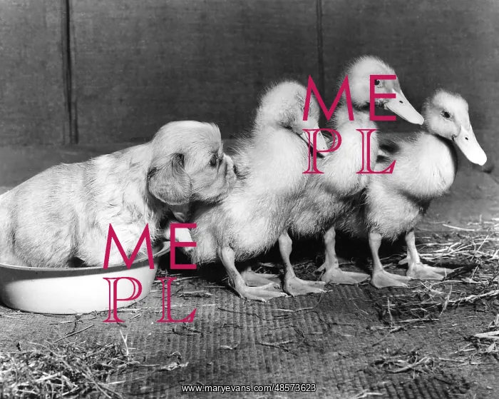 : Cavalier King Charles Spaniel Pup and Ducklings : Cavalier King Charles Spaniel Pup and Ducklings