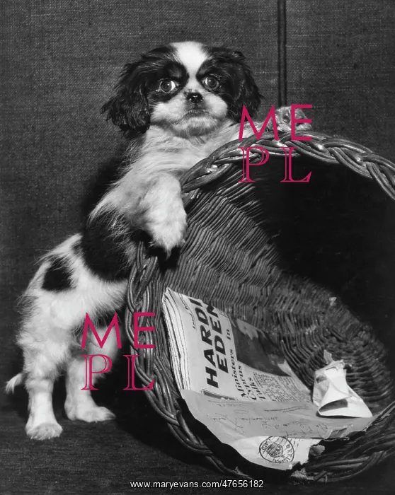 : Cavalier King Charles spaniel with wastepaper basket : Cavalier King Charles spaniel with wastepaper basket