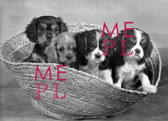: CAVALIER KING CHARLES(4) : CAVALIER KING CHARLES(4)