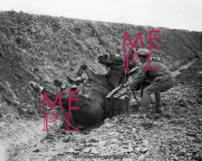 : Cavalry pack horse takes a fall, Western Front, WW1 : Cavalry pack horse takes a fall, Western Front, WW1