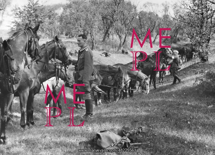 : Cavalry of the Wehrmacht during an exercise on the River : Cavalry of the Wehrmacht during an exercise on the River