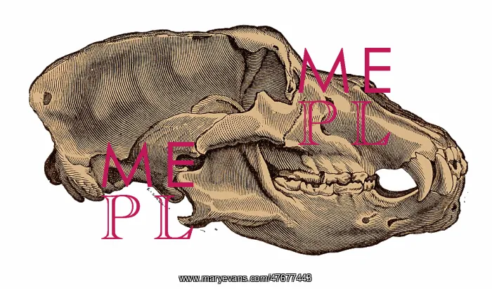 : Cave Bear Skull, Illustration : Cave Bear Skull, Illustration