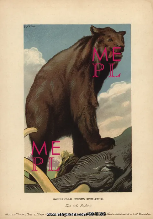 : Cave bear, Ursus spelaeus, extinct species : Cave bear, Ursus spelaeus, extinct species