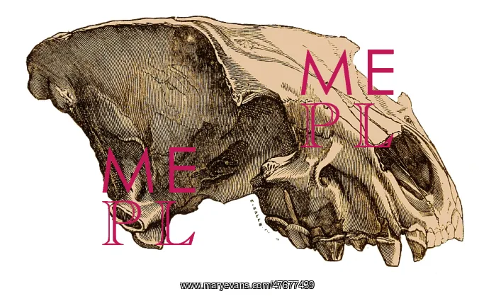 : Cave Hyena Skull, Illustration : Cave Hyena Skull, Illustration