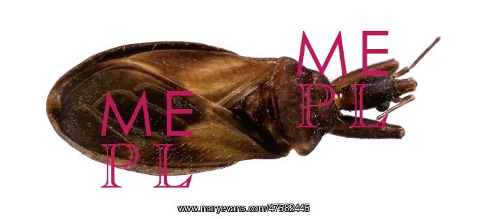 : Cavernicola pilosa, triatomine bug : Cavernicola pilosa, triatomine bug
