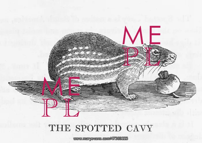 : CAVY (BEWICK) : CAVY (BEWICK)