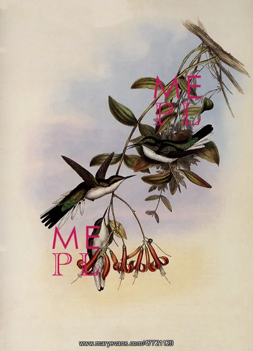: Cayenne Fairy, Heliothrix Auritus : Cayenne Fairy, Heliothrix Auritus