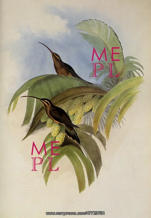 : Cayenne Hermit, PhaEothornis Superciliosus : Cayenne Hermit, PhaEothornis Superciliosus