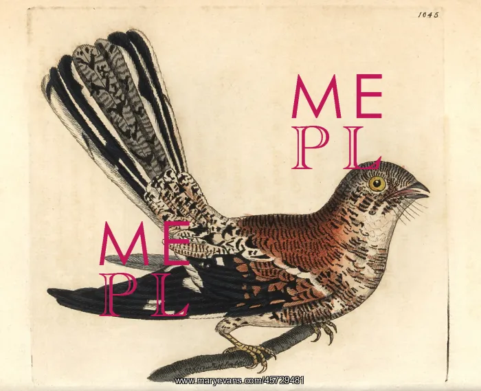 : Cayenne nightjar, Caprimulgus maculosus : Cayenne nightjar, Caprimulgus maculosus