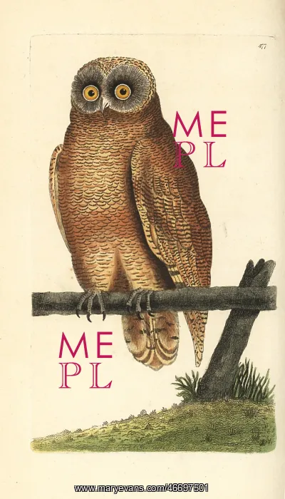 : Cayenne owl, Strix cayana : Cayenne owl, Strix cayana