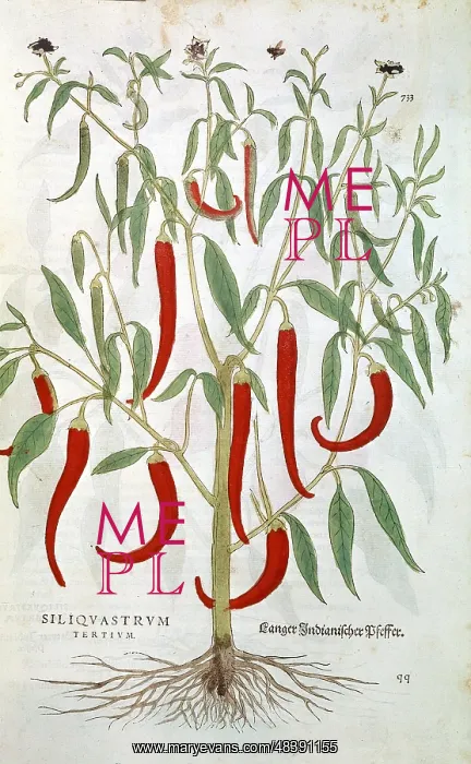 : Cayenne Pepper plant (Capsicum) native to tropical : Cayenne Pepper plant (Capsicum) native to tropical