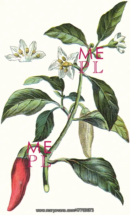  : Cayenne Plant