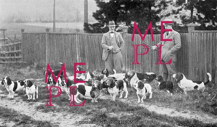 : Cecil Aldin with his Basset hounds : Cecil Aldin with his Basset hounds