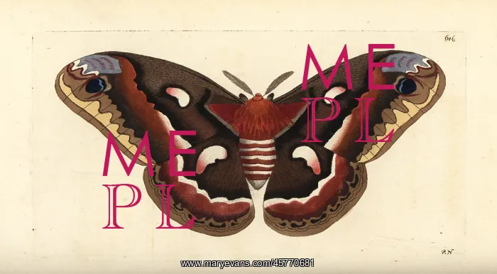 : Cecropia moth, Hyalophora cecropia : Cecropia moth, Hyalophora cecropia