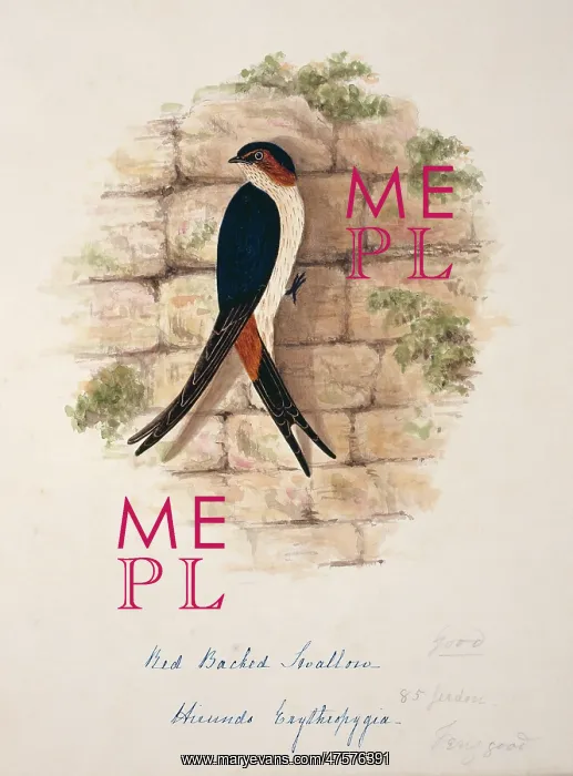 : Cecropis daurica, red-rumped swallow : Cecropis daurica, red-rumped swallow