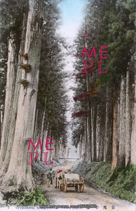 : The Cedar Avenue of Nikko, toward Imaichi, Japan : The Cedar Avenue of Nikko, toward Imaichi, Japan