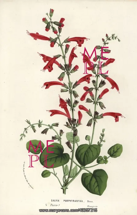 : Cedar sage, Salvia roemeriana : Cedar sage, Salvia roemeriana