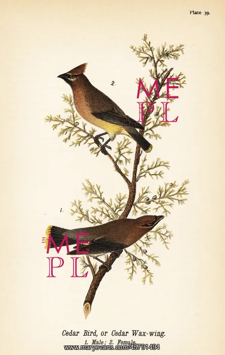 : Cedar waxwing, Bombycilla cedrorum : Cedar waxwing, Bombycilla cedrorum