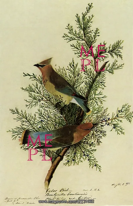 : Cedar Waxwings : Cedar Waxwings