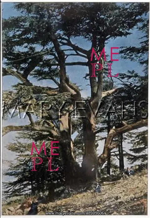  : CEDARS OF LEBANON