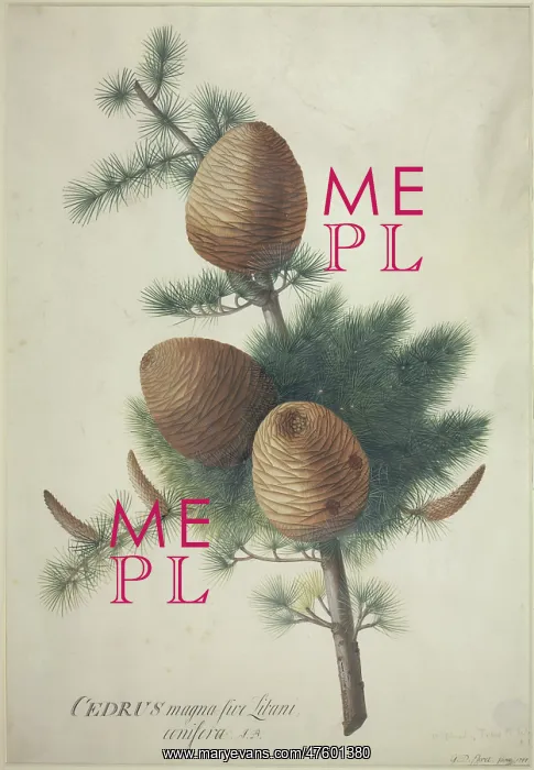 : Cedrus libani, cedar of Lebanon : Cedrus libani, cedar of Lebanon