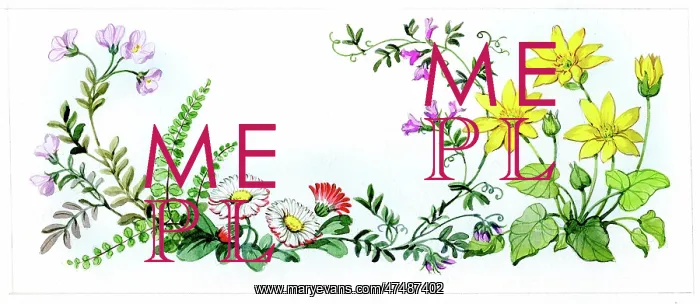  : Celandine, daisies and other flowers
