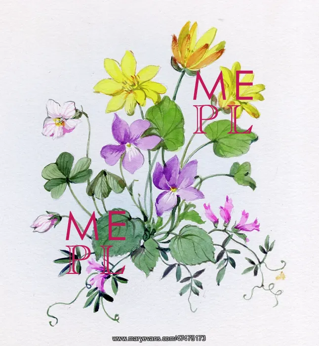  : Celandine, violets and sorrel