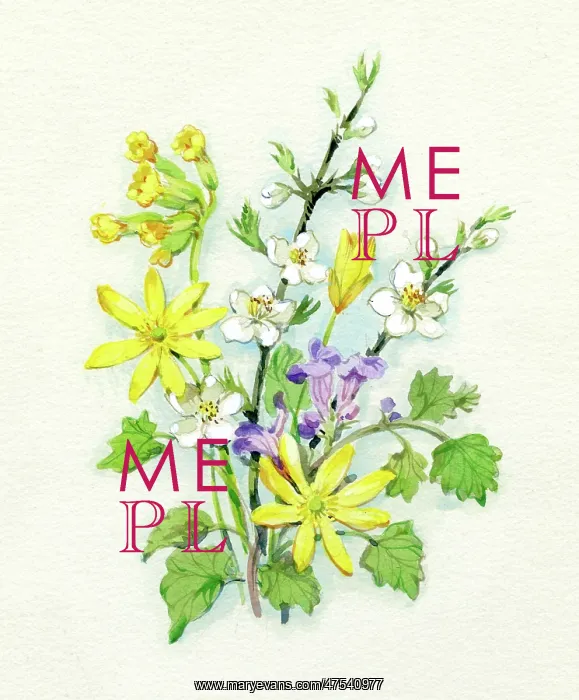 : Celandines, Blackthorn and Cowslips : Celandines, Blackthorn and Cowslips