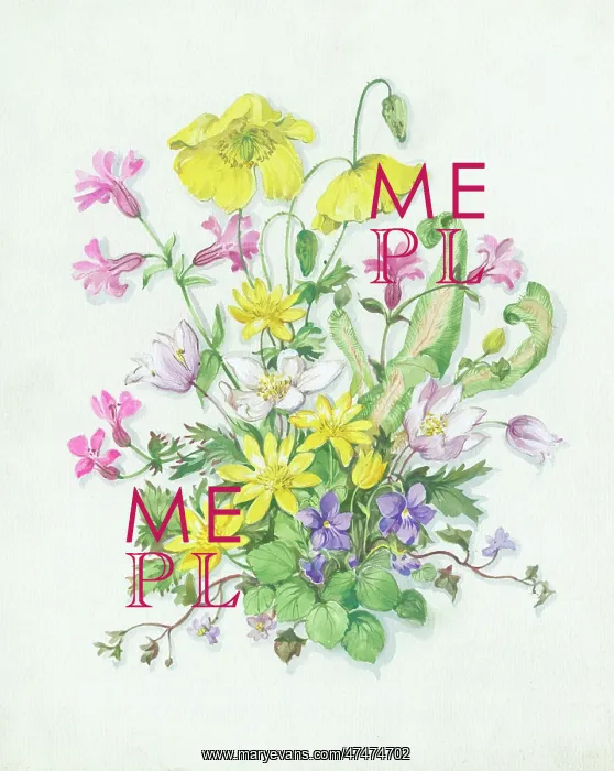 : Celandines, violets, etc : Celandines, violets, etc