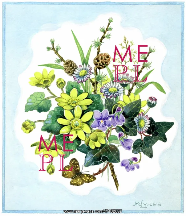 : Celandines, Violets, Daisies, Ivy etc : Celandines, Violets, Daisies, Ivy etc