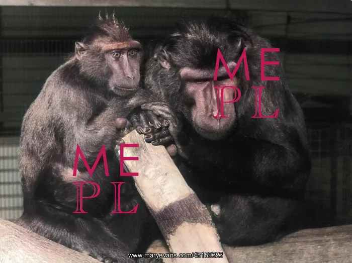 : CELEBES BLACK APES : CELEBES BLACK APES