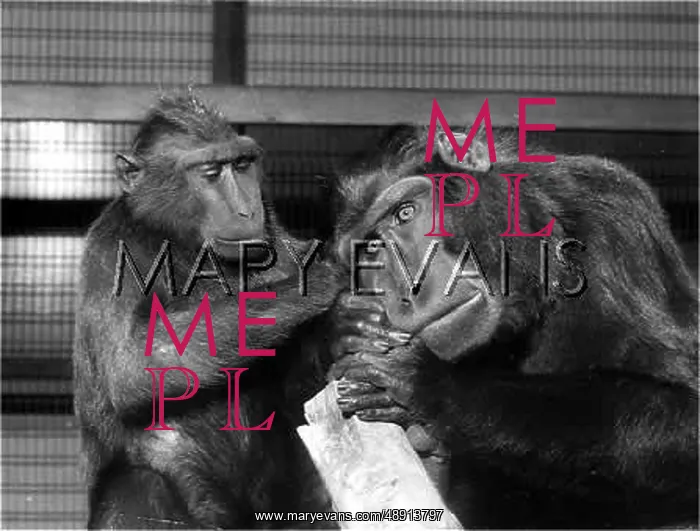 : CELEBES BLACK APES : CELEBES BLACK APES