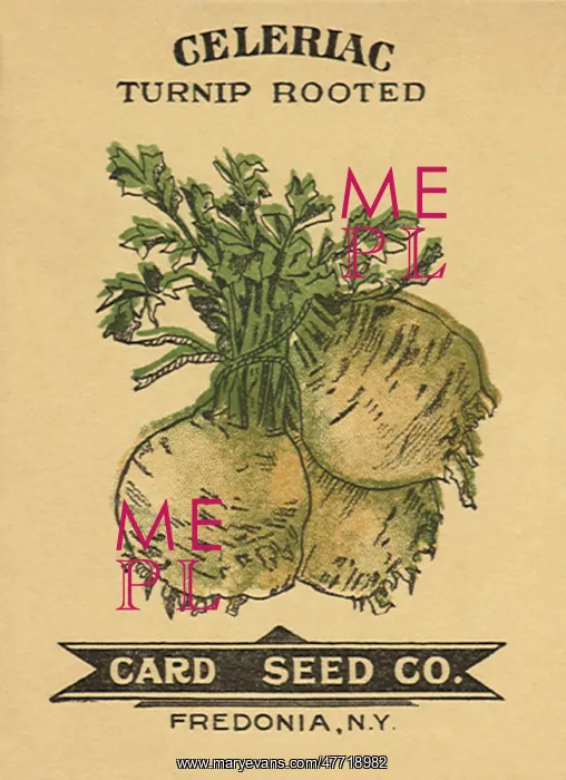  : Celeriac Seed Packet