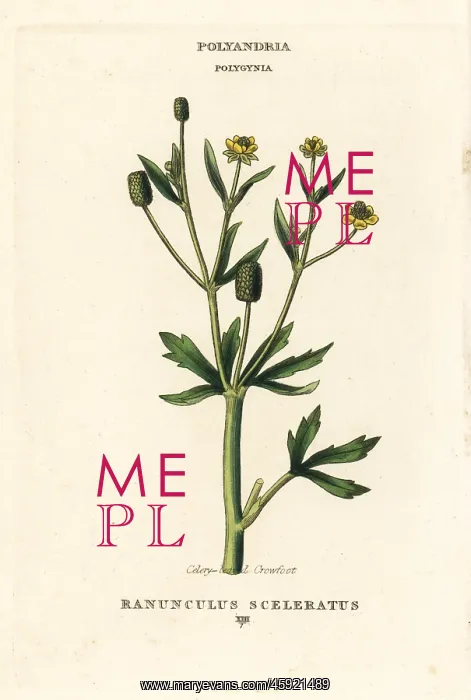 : Celery-leaved crowfoot, Ranunculus sceleratus : Celery-leaved crowfoot, Ranunculus sceleratus