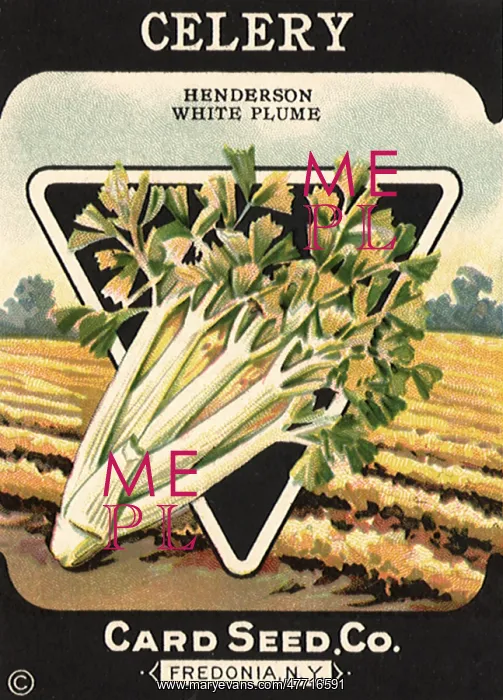  : Celery Seed Packet