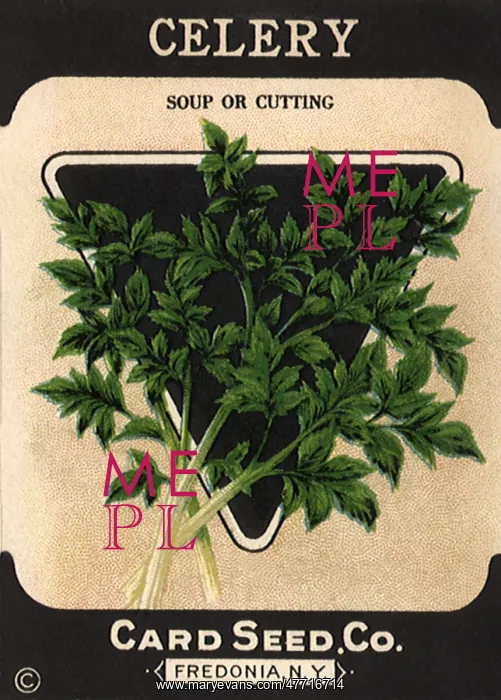  : Celery Seed Packet