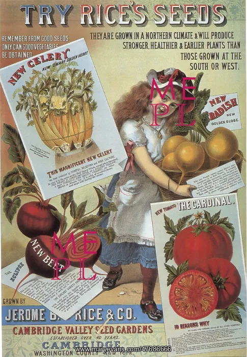  : Celery-tomato-radishes
