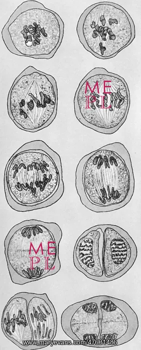  : Cell division