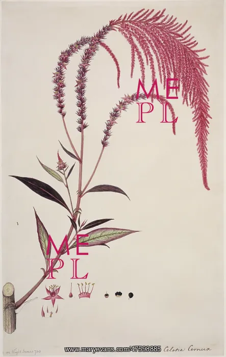 : Celosia cernua, cockscomb : Celosia cernua, cockscomb