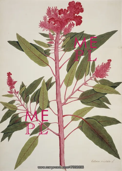 : Celosia cristata, cockscomb : Celosia cristata, cockscomb