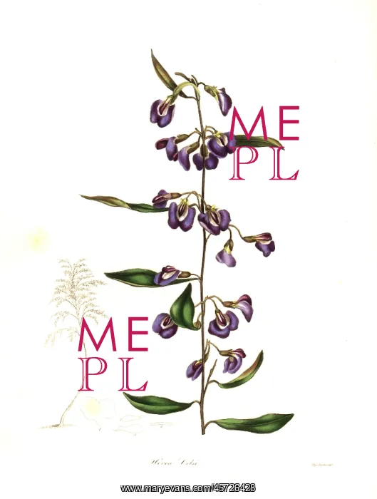 : Cels hovea, Hovea celsi : Cels hovea, Hovea celsi
