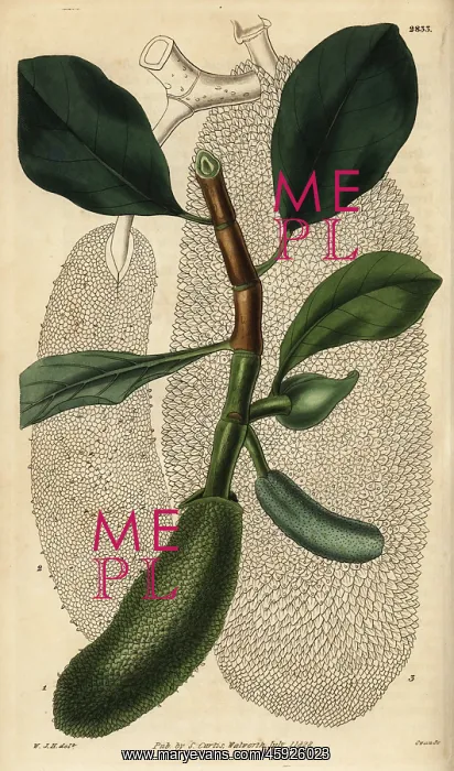 : Cempedak, Artocarpus integer : Cempedak, Artocarpus integer