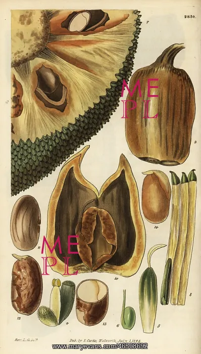 : Cempedak, Artocarpus integer : Cempedak, Artocarpus integer