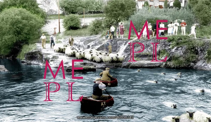  : Cenarth, Sheep Dipping c1960