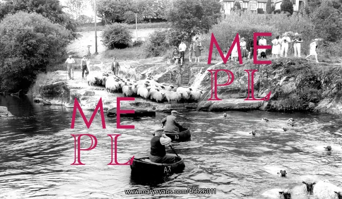  : Cenarth, Sheep Dipping c1960