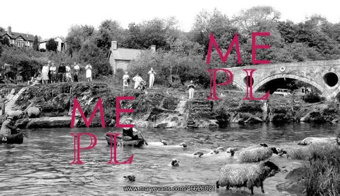  : Cenarth, Sheep Dipping c1960