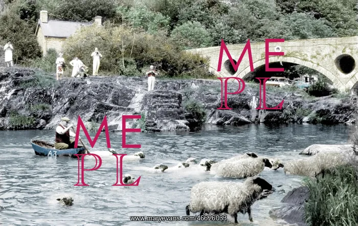  : Cenarth, Sheep Dipping c1960
