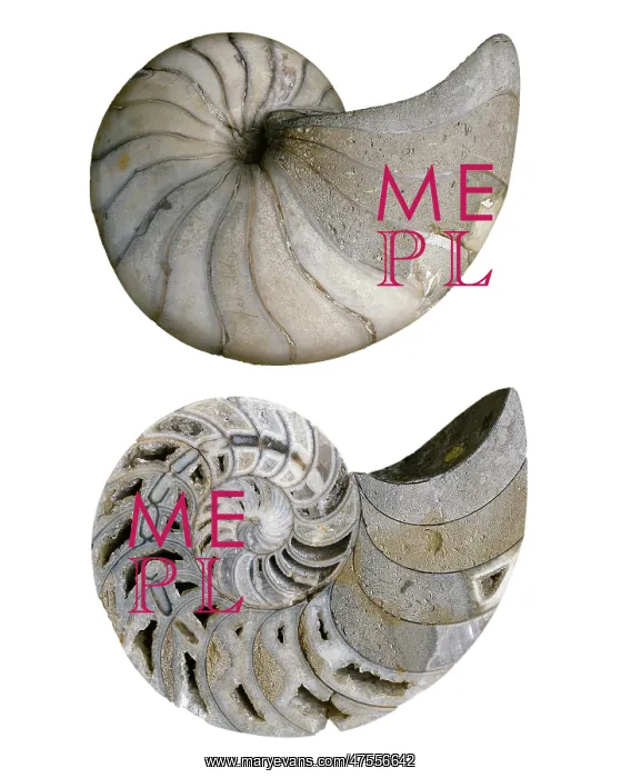 : Cenoceras pseudolineatus, nautiloid : Cenoceras pseudolineatus, nautiloid