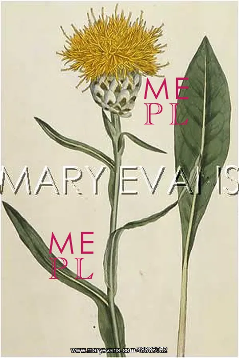  : CENTAUREA GLASTIFOLIA