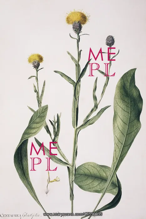 : Centaurea glastifolia, yellow star thistle : Centaurea glastifolia, yellow star thistle